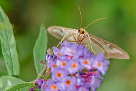 Buxusmot op vlinderstruik by Johan Slagers