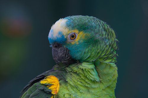 parrot