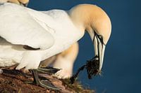 Northern Gannet