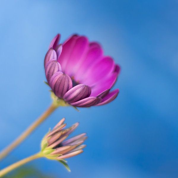Fleur (2) par Rob van der Pijll