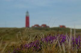 Bloeiende heide op Texel van Wijnand Medendorp