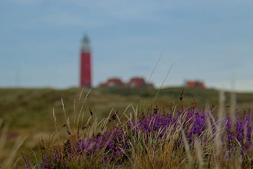 Bloeiende heide op Texel