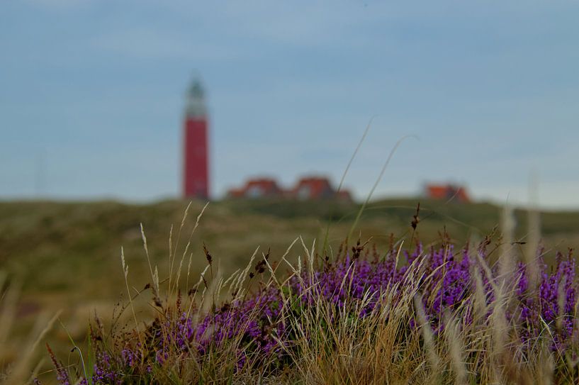 Bloeiende heide op Texel par Wijnand Medendorp