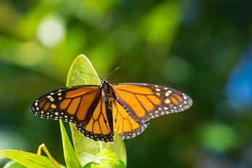 Großer orangefarbener Schmetterling sitzt auf einem grünen Blatt in der Sonne von adventure-photos