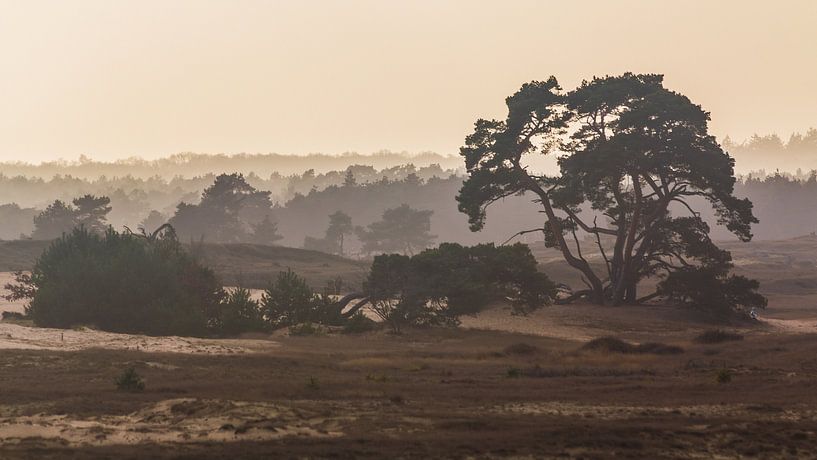 Ongerepte Hoge Veluwe van Jaap Meijer