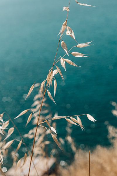 La collection de l'océan par Lisette Venema