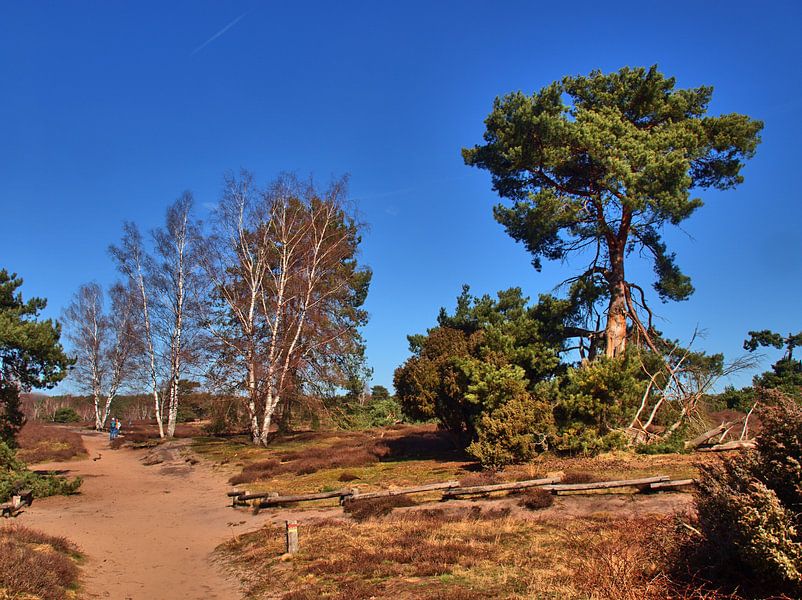 Heather Spring par Edgar Schermaul