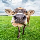 Nederlandse koe van Fred Leeflang thumbnail