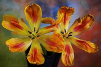 Tulpen-Duo