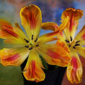 Duo de tulipes sur Bart Uijterlinde