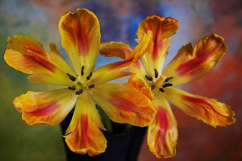 Duo de tulipes sur Bart Uijterlinde