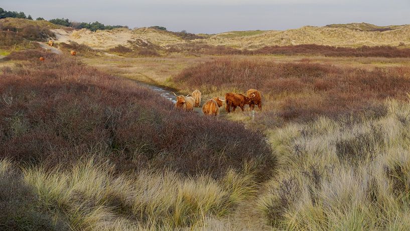 Schotse hooglander in duin van Dirk van Egmond