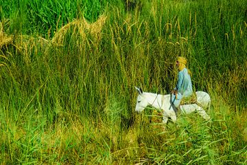 Paysan sur un âne dans un champ du delta du Nil en Égypte sur Dieter Walther