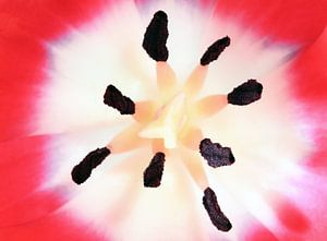 Tulipe rouge