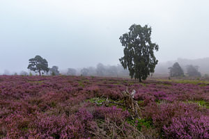 Moore im Nebel