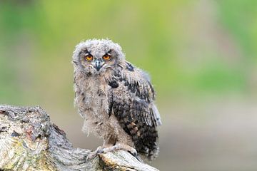 Young Eagle Owl by Larissa Rand