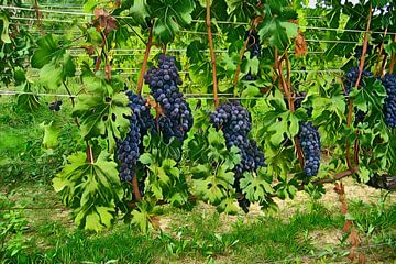 Blue grapes in the vineyard by Patricia Hofmeester