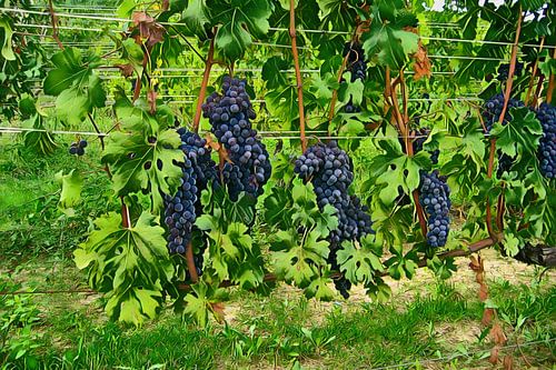 Blaue Trauben im Weinberg von Patricia Hofmeester