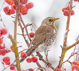 Drossel im schneebedeckten Apfelbaum von ManfredFotos
