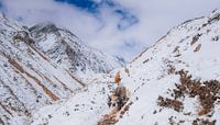 Yaks in Nepal's mountains