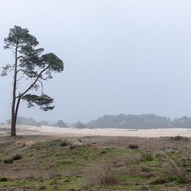 Wekeromse Zand in de ochtend von Cilia Brandts