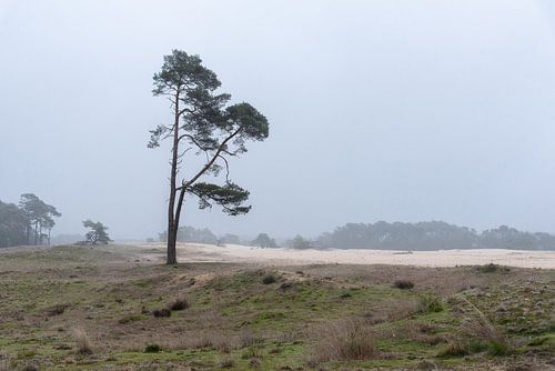 Wekeromse Zand in de ochtend
