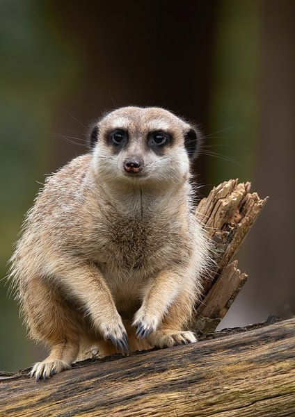 Portrait of a curious Meerkat sitting on a branch by Wildlife Designs