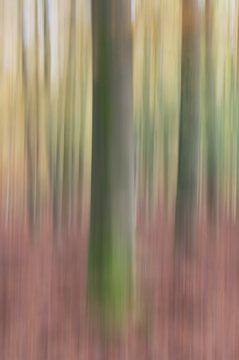 Bewegende bomen in herfstbos van Dirk-Jan Steehouwer