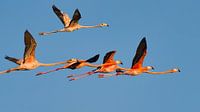 Caribbean pink flamingos in flight.