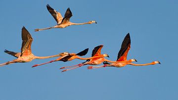 Caribische roze flamingo's in vlucht. van Machiel Zwarts