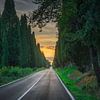 Reise bei Sonnenuntergang durch die historische Bolgheri Cypress Road von Stefano Orazzini