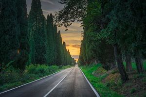Reise bei Sonnenuntergang durch die historische Bolgheri Cypress Road