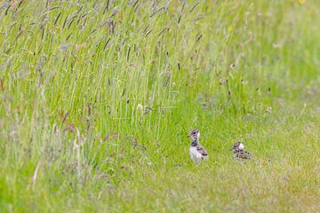 Jeunes vanneaux près des hautes herbes