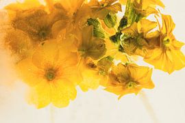 Primroses in ice 3 by Marc Heiligenstein