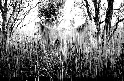 CAMARGUE - PAARDEN 1