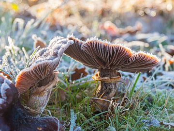 Bevroren paddenstoelen van Moniek van Rijbroek