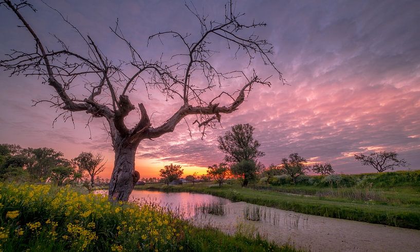 Old whimsical fruit tree among rapeseed by Moetwil en van Dijk - Fotografie