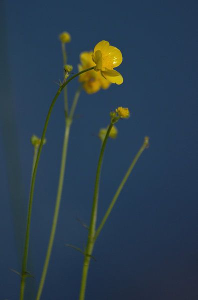 Buttercup by Anke Winters
