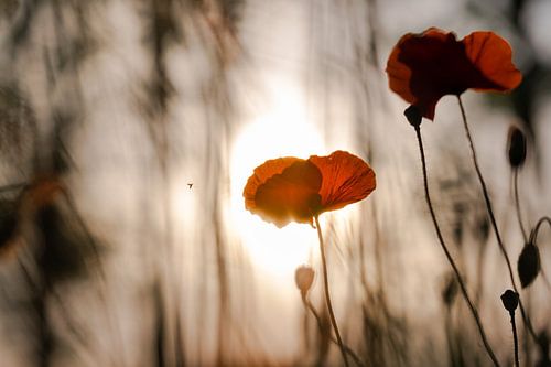 Poppy in the evening light