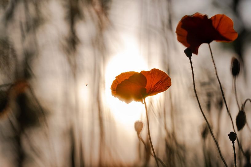 Poppy in the evening light by Kurt Krause
