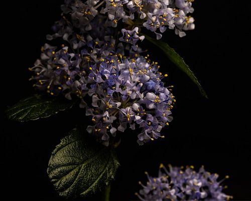 closeup of a lilac Ceanothus flower by Misty Melodies