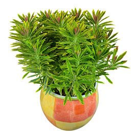 Wolfsmelkplant in een bloempot op een witte achtergrond