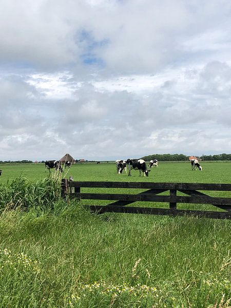 Landschaftskühe von tania mol