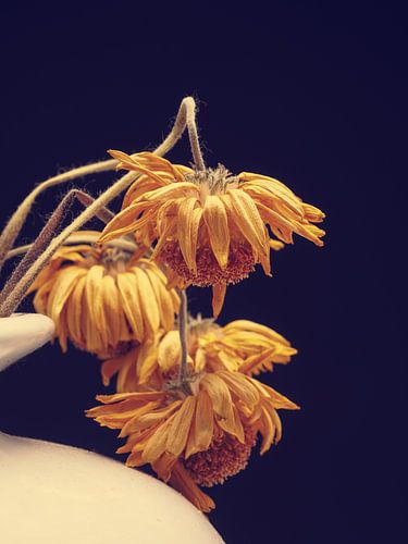 Fleur de marguerite jaune flétrie sur un fond sombre de studio.