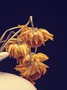 Withered yellow daisy flower on a dark studio background von Andreas Berheide Photography Miniaturansicht