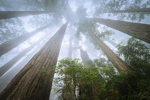 Looking up