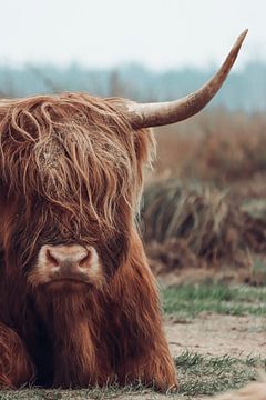 Scottish highlander color. by Esmee Brok