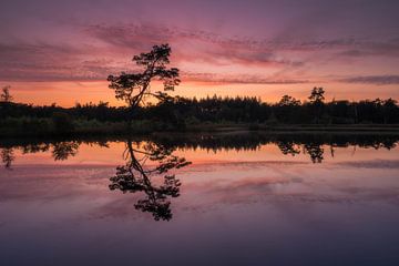 Tree of hope by Jan Koppelaar