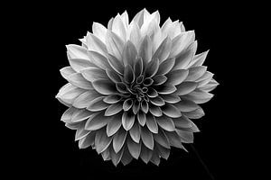 Dahlia Structures - Schwarzweiß
