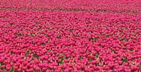 Oneindige hoeveelheid tulpen.